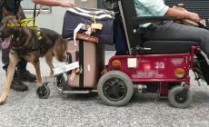 Nascondeva 8 chili di cocaina nella sedia a rotelle, arrestato a Malpensa