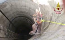 Una capra cade in un pozzo profondo 15 metri, le immagini -  Video 