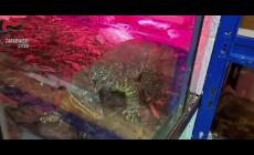 Rettili pericolosi nascosti in casa nel Barese, una denuncia