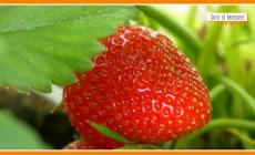 Sorsi di Benessere - Una merenda con fragole e skyr