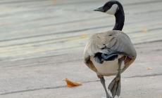 Banca del Fucino al fianco del Bioparco di Roma per il "City Future Challenge"