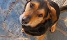 Gli animali nella Costituzione non una meta, ma una ripartenza
