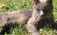 Emergenza gatto anziano che staziona in un giardino  condominiale: chi è il proprietario?