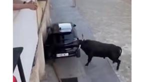 Toro distrugge un'auto in Spagna
