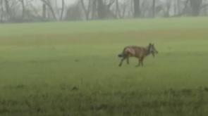 Un Lupo in giro per le campagne di Roncopascolo - Video