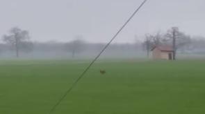 Lupi ad Alberi - Video