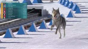 Sulla pista di Tesero un cane 'scatta' sul rettilineo del fondo