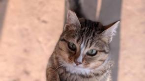 Apericena per aiutare i gatti randagi