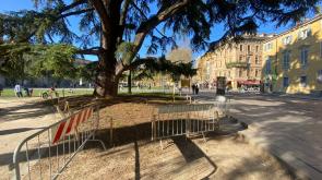 Recinti in piazza della Pace per gli alberi monumentali