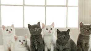 Al via il corso per diventare balia di gattini