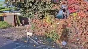 Il luogo dell'esplosione nel Veronese nelle immagini dei Carabinieri