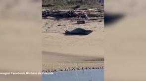 Raro esemplare di foca monaca avvistato nel Ravennate
