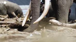 Indonesia, elefanti come 'gru' rimuovono i detriti dopo le inondazioni - Video