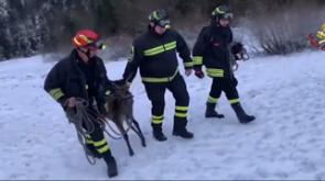 I Vigili del fuoco salvano un cervo intrappolato in un lago ghiacciato