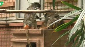 Sono nati a Roma due tamarini imperatore, tra le scimmie pi&ugrave; piccole e particolari del mondo - Video