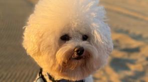 Il piccolo Mickey azzannato e ucciso da due cani. Ferito anche il padrone