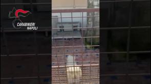 Scoperto canile lager con 26 barboncini toy - Video