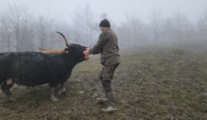 Un altro vitello sbranato. Giusti: &laquo;I lupi sono troppi&raquo;