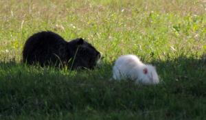 Raro avvistamento in terra di Po fotografata la nutria albina