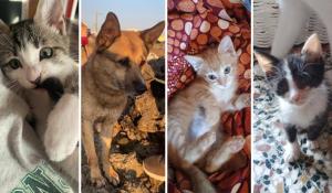 Olivia, Max, Zena e Minimiao