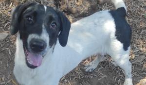 La cagnolina di 9 mesi Maya cerca casa