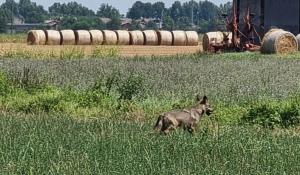 Lupo in zona Monticelli Terme vicino a case