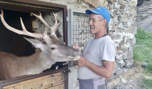 Morto Bambi, il cervo più famoso d'Italia