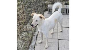 Lilly stava per entrare in un canile lager di seicento cani, dove si sarebbero perse le tracce.