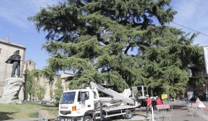 Manutenzione e cura per  il cedro e i platani di Maria Luigia in piazzale della Pace: saranno delimitati - Le foto