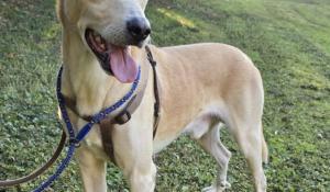 Fidenza: l'Enpa lancia un appello per Piero, cagnolino senza una famiglia