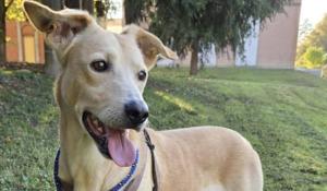 Fidenza: l'Enpa lancia un appello per Piero, cagnolino senza una famiglia