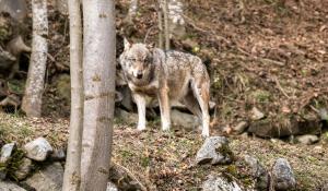 «Lupi, coesistenza possibile: no alla propaganda politica»