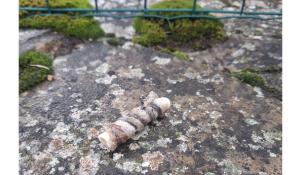 Probabili bocconi avvelenati a Berceto