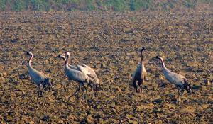 Spettacolari avvistamenti di gru cenerine lungo il Po