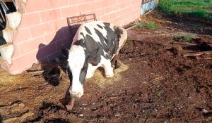 Mucca aggredita da un lupo