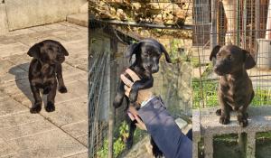 L'amore di una mamma cagnetta e la corsa contro il tempo delle volontarie, hanno salvato la vita a cinque teneri cucciolini