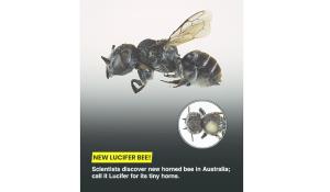 Scoperta "Lucifero", nuova specie di ape con le corna