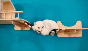 Quei venti gattini senza casa che hanno trovato una famiglia