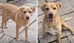 Appello urgente per Flik