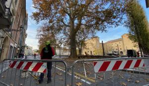 Potatura platano piazzale Pilotta