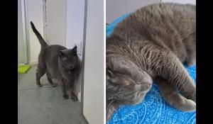 Chi vuole adottare la micia Magic?