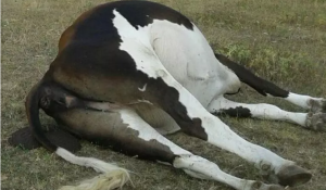 Morti 76 bovini contemporaneamente, avevano inalato il fumo di oleandri bruciati