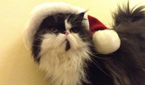 Natale, casa piena di insidie per gli animali: come evitarle