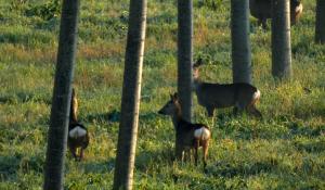 Branco di caprioli in golena di Po