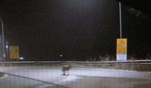 Un lupo sulla tangenziale di Busseto