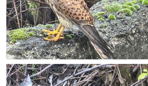 Dopo la gattina Kora, i dipendenti Essev&igrave; di Fidenza hanno salvato un falchetto