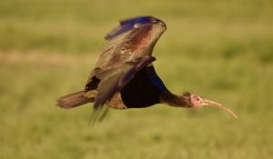 Straordinario avvistamento a Roccabianca