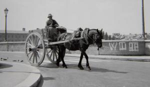 Carrettieri e vetturini, cavalli in citt&agrave;