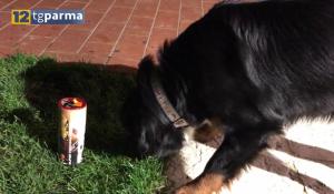 Botti e fuochi d'artificio. Lavagetto: "rispetto delle regole e degli animali"