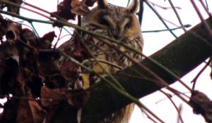 Non solo culatello... Zibello e' anche il paese dei gufi